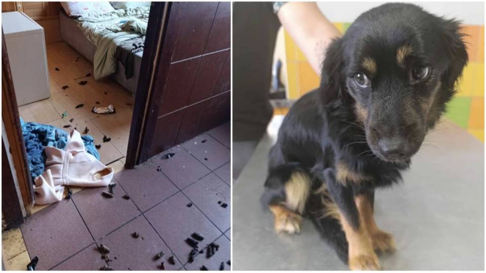 Głód, smród i śmierć. Jeden pies nie przeżył, drugi walczy o życie. Konały, a właścicielka na... wakacjach [Foto]